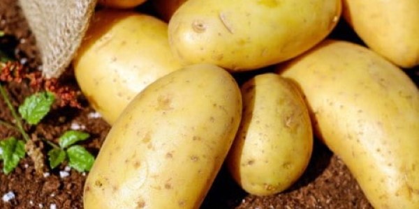 تصویر 4 از خرید و قیمت سیب زمینی ارگانیک + فروش صادراتی